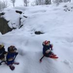 Drie beren met ski's.